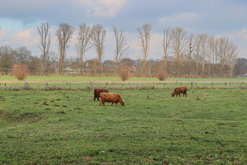Highland cows grazing on green pasture with bare trees in the background in the Dutch countryside, Schinveldse Bossen part of the Dutch reserve Dal van de RoodeBeek in South Limburg, Netherlands