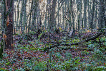 Abundant bare trees on a ground with green ferns and wild plants in Dal van de Roodebeek, Dutch nature reserve, winter day in Schinveld, South Limburg, Netherlands