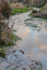 Blue sky and white clouds reflecting on the water surface of a stream among wild plants, winter day...