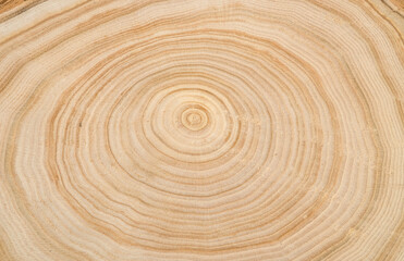 The texture of a wooden saw cut of a tree with silt with a pronounced pattern of annual rings