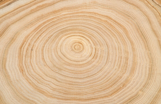 The texture of a wooden saw cut of a tree with silt with a pronounced pattern of annual rings