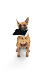 Tablet. Young Belgian Shepherd Malinois is posing. Cute doggy or pet is playing, running and looking happy isolated on white background. Studio photoshot. Concept of motion, movement, action