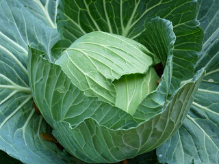 Fototapeta premium cabbage growing in the garden