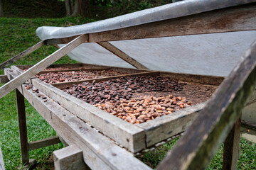 Cocoa Beans Sorting Station in Ubud, Bali, Indonesia
