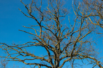 Chêne mort à couper.