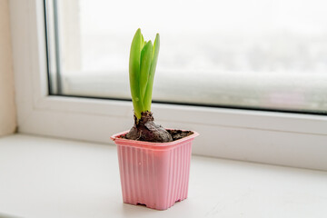 Hyacinth is the first spring flower on a snowy windowsill. Early spring concept
