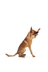 Obraz premium Hello. Young Belgian Shepherd Malinois is posing. Cute doggy or pet is playing, running and looking happy isolated on white background. Studio photoshot. Concept of motion, movement, action. Copyspace