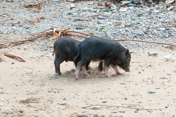 two black pigs were walking to outside area, Dili Timor Leste