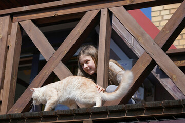 a girl plays with a maine coon cat on the balcony of a country house 