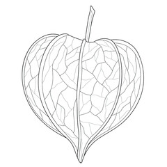 Physalis.Coloring book antistress for children and adults. Illustration isolated on white background.Zen-tangle style.Hand draw