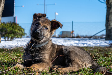 A ten weeks old German Shepherd puppy in a garden lay down and look at the camera. Green grass and snow in the background