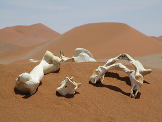Bleached white animal bones in hot dry desert sand dunes
