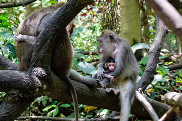 Japanese Macaque Monkey Family Arashiyama Kyoto Japan