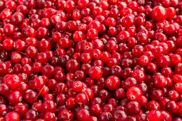 Ripe, fresh, cleanly washed cranberries - bright background for cooking recipes and tips. Forest berry, collected in swampy places. Washed with water.