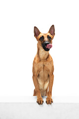 Happy. Young Belgian Shepherd Malinois is posing. Cute doggy or pet is playing, running and looking happy isolated on white background. Studio photoshot. Concept of motion, movement, action. Copyspace