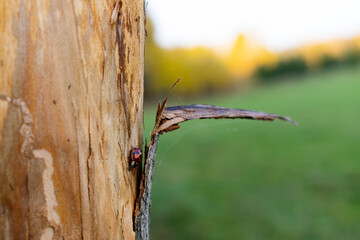 Raudondvaris - 25 October 2020: Ladybug looking for cover in late autumn. 