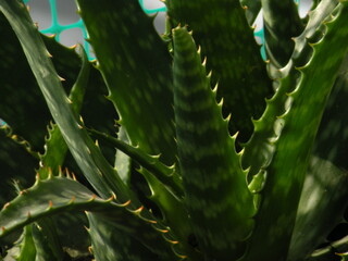 Naklejka premium aloe vera plant