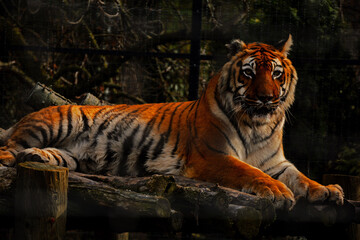 The tiger in the zoo lies on the sun