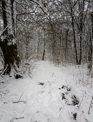 An icy and snowy winter trail in a forest. Picture from Scania, southern Sweden