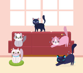 funny cats pet animals domestic in the sofa