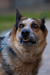 german_shepherd_01