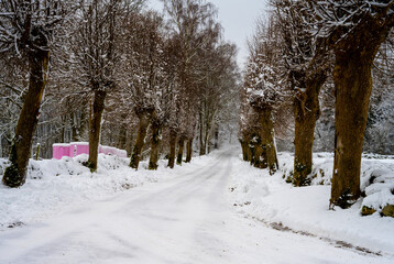 Fototapeta premium An icy and snowy winter road going through a traditionally pruned line of willow trees. Picture from Scania, southern Sweden