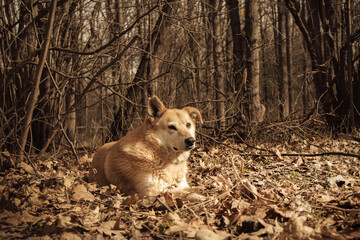 A street dog in the park among old autumn leaves