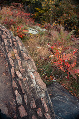Autumn Texture