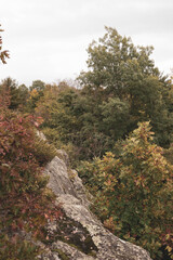 Autumn Trees