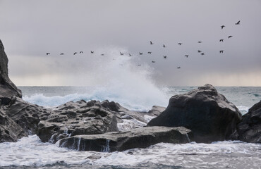  flock of cormorants flies over the sea behind the stormy surf and coastal cliffs