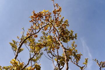 A low angle shot of a plant against a blue sky