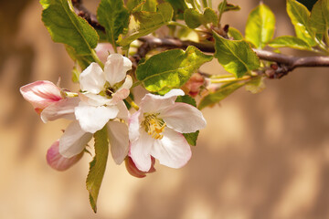 flowering branch of an apple tree close up on a wall background with a shadow from tree branches
