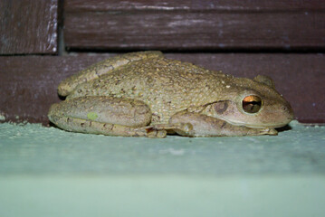 Un crapaud dans la maison, Chambas, Cuba