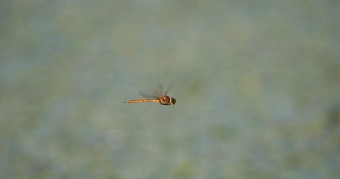 A dragonfly is hovering in the air on Crna Mlaka