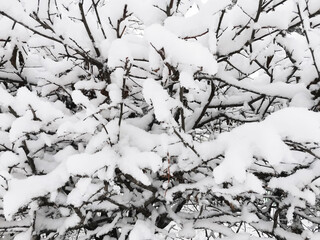 Winter tree branches in the snow. A piece of winter snow landscape in cold countries.
