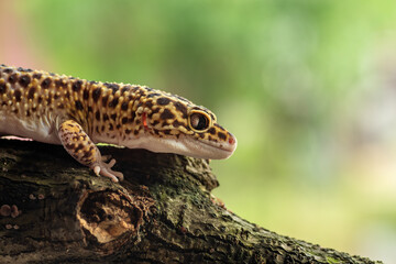 Fototapeta na wymiar leopard gecko on tree branch