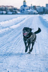 A black labrador is running across a snowy field.