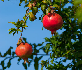 Ripe pomegranate fruit on the tree against the blue sky.