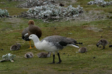 The Upland Goose or Magellan Goose (Chloephaga picta)
