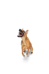 Emotional. Young Belgian Shepherd Malinois posing. Cute doggy or pet is playing, running and looking happy isolated on white background. Studio photoshot. Concept of motion, movement, action