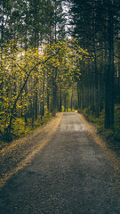 road in autumn forest