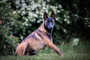 Belgian Sheperd Malinois