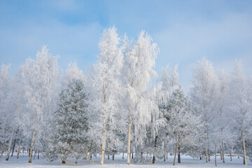 Winter landscape, trees in the snow