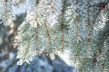 Close-up, tree branch in the snow