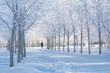 Winter landscape, trees in the snow