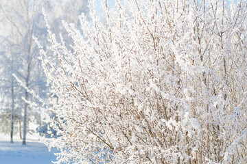 Winter landscape, bush in the snow