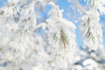 Close-up, tree branch in the snow