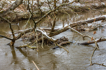 Construction  made by beavers in river Dyle in Doode Bemde, Belgium in winter with some snow