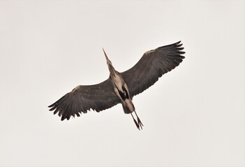 heron flying in the sky