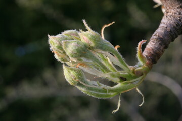 Sprouting pear bud in Austria, Europe

